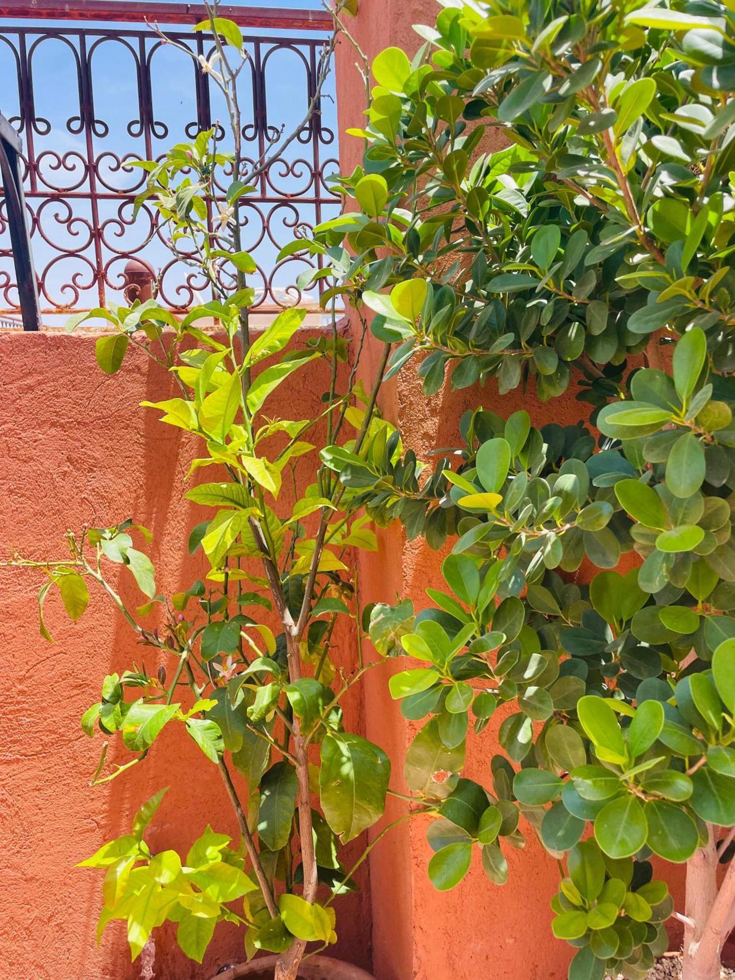 Riad Ms Holidays Terrasse Privatise Marrakech مراكش المظهر الخارجي الصورة